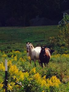 Two Horses in a Field of Yellow Flowers