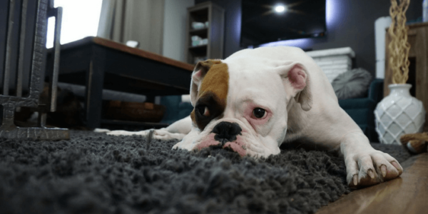 Boxer puppy relaxing on grey rug slider