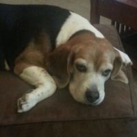 Daisy The Resident Beagle