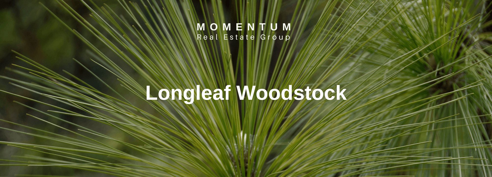 Longleaf Woodstock | Active Adult Woodstock | Longleaf Pine